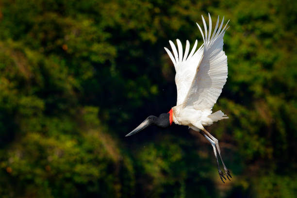 자비루 황새가 날아다. 자비루, 자비루 mycteria, 꽃, 열린 날개, 자연 서식지에서 야생 동물, 판타날, 브라질녹색 물에 검은 색과 흰색 새. 열대 우림에서 하얀 새를 날고 있습니다. - saddle billed stork 뉴스 사진 이미지