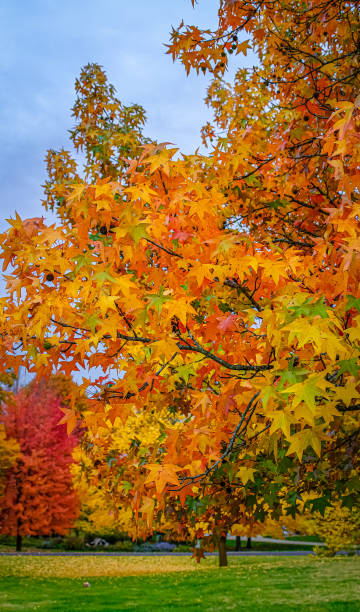 istock Colorful red maple leaves with blue sky in autumn 1251189855