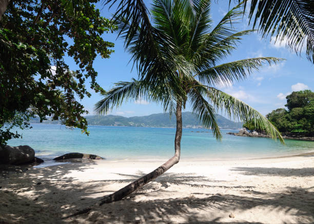 istock Spreading palm tree by the sea, Thailand. 1251190003