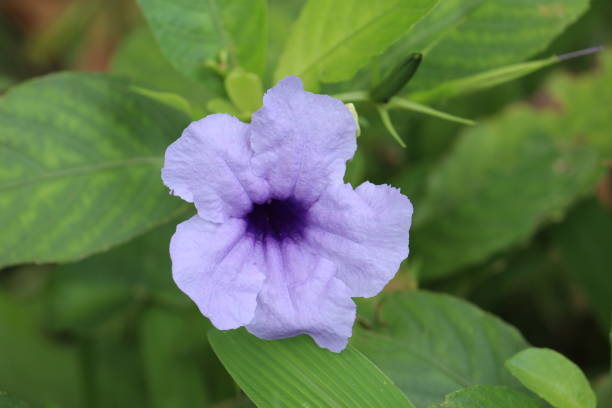 istock blue flower in the garden 1251190718