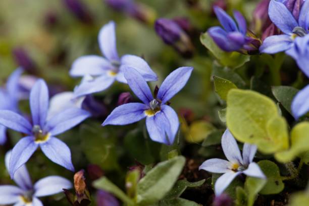 istock Blue Star Flower, Isotoma fluviatilis 1251190900