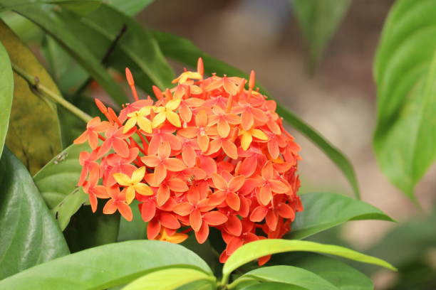istock Red and yellow ixora flower 1251190951