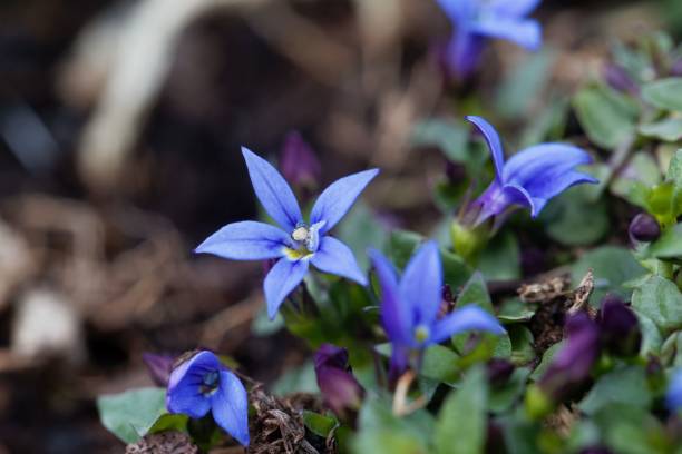 istock Blue Star Flower, Isotoma fluviatilis 1251190972