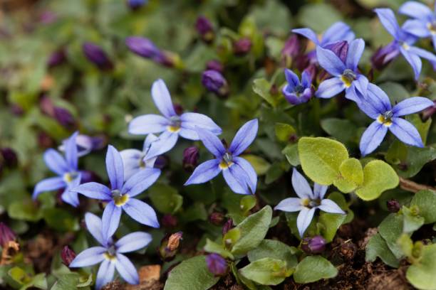 Blue Star Flower, Isotoma fluviatilis Macro photo of a Blue Star Flower, Isotoma fluviatilis. campanula nobody green the natural world stock pictures, royalty-free photos & images