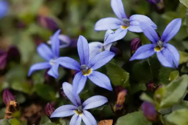 Photo of Blue Star Flower, Isotoma fluviatilis