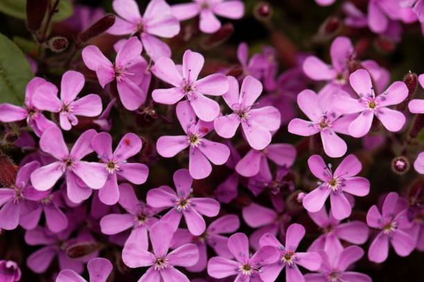 istock Rock soapwort, Saponaria ocymoides 1251191057