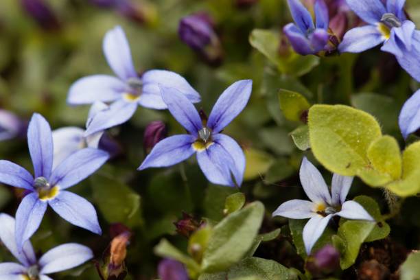 istock Blue Star Flower, Isotoma fluviatilis 1251191069