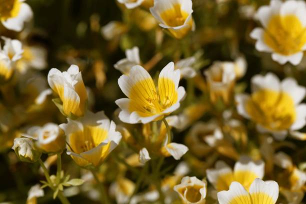 istock Poached egg plant, Limnanthes douglasii 1251191131