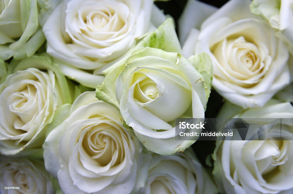 Blanco rosas - Foto de stock de Arreglo floral libre de derechos