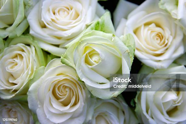 Blanco Rosas Foto de stock y más banco de imágenes de Arreglo floral - Arreglo floral, Bed Of Roses - refrán en inglés, Belleza de la naturaleza