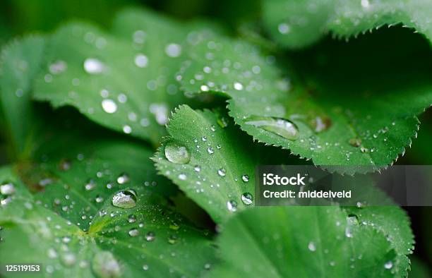 Orvalho E A Chuva - Fotografias de stock e mais imagens de Atrás - Atrás, Chuva, Cor verde