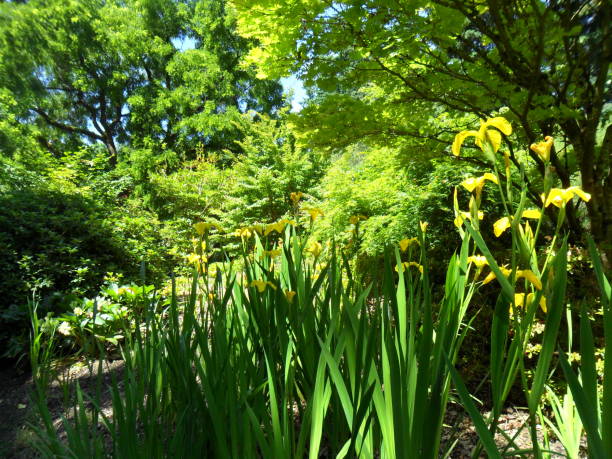 istock Vandusen Gardens 1251191926