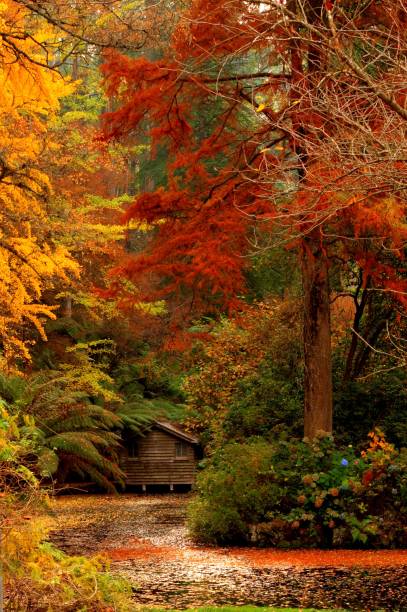 istock Autumn in the Dandenongs 1251193926