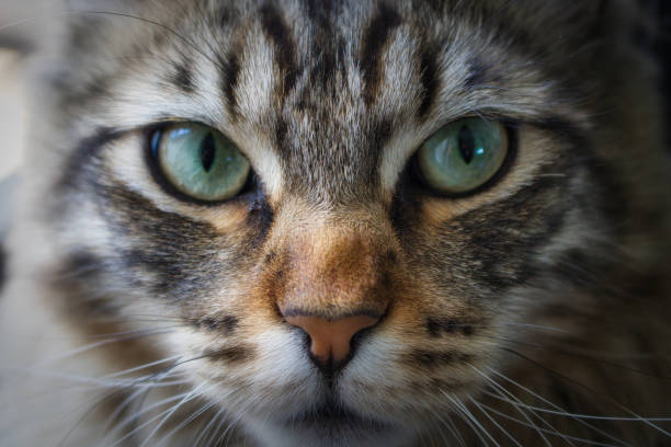 istock Miauz, the cat. 1251194102