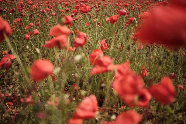 istock Poppy flower field 1251194217