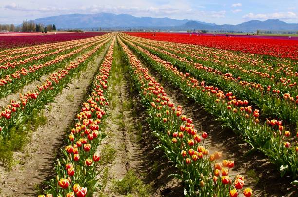 istock Rows And Rows Of Tulips In The Skagit Valley 1251194336