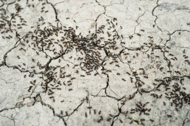 colonie de fourmis. un chemin de fourmis noires. fourmis dans le jardin d’une maison privée - colony swarm of insects pest animal photos et images de collection