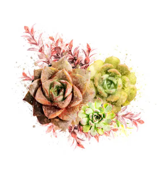Photo of Watercolor succulents