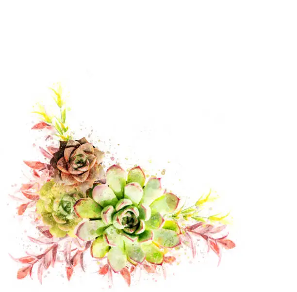 Photo of Watercolor succulents