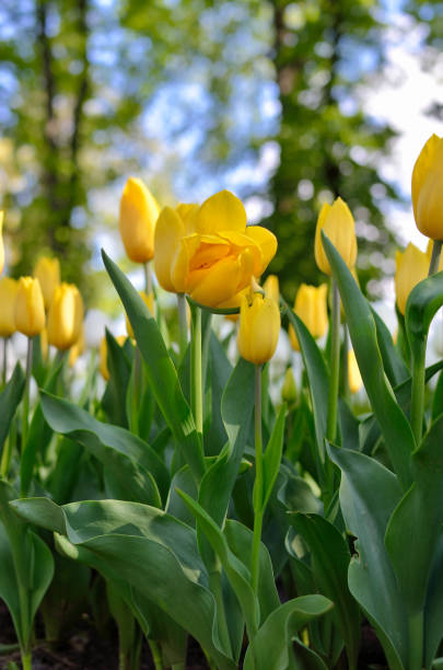 istock Young tulips bloomed in the park in spring 1251195324