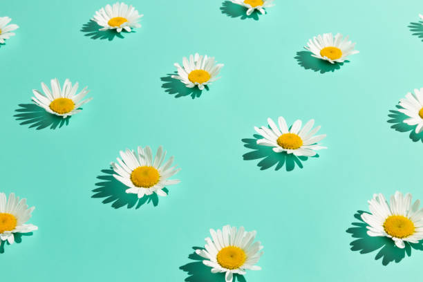 istock Creative floral pattern made of chamomile flowers on abstract bright mint background 1251196186