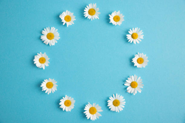 istock Round white flowers frame on blue paper background 1251196211