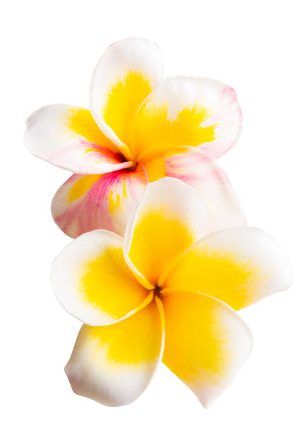 istock frangipani flower isolated 1251196250