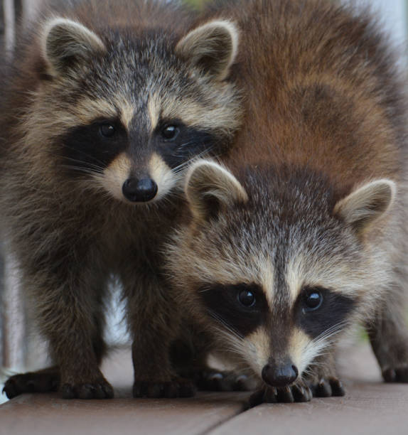 istock Raccoon baby 1251196255