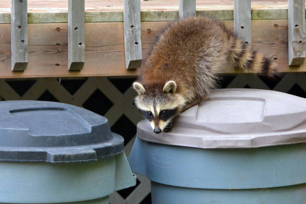 Raccoon baby Baby raccoon investigated the garbage containers raccoon stock pictures, royalty-free photos & images