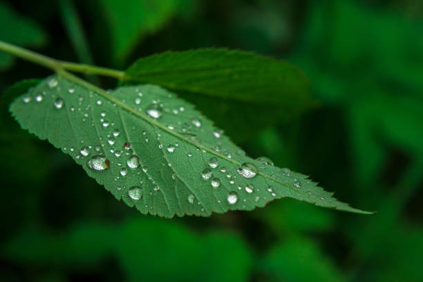 istock leaf with raindrops in the forest 1251198023