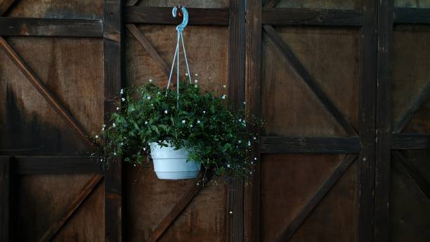 istock Green plants on wooden background 1251199200