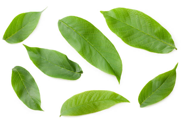 istock green walnut leaves isolated on a white background. Top view 1251200255
