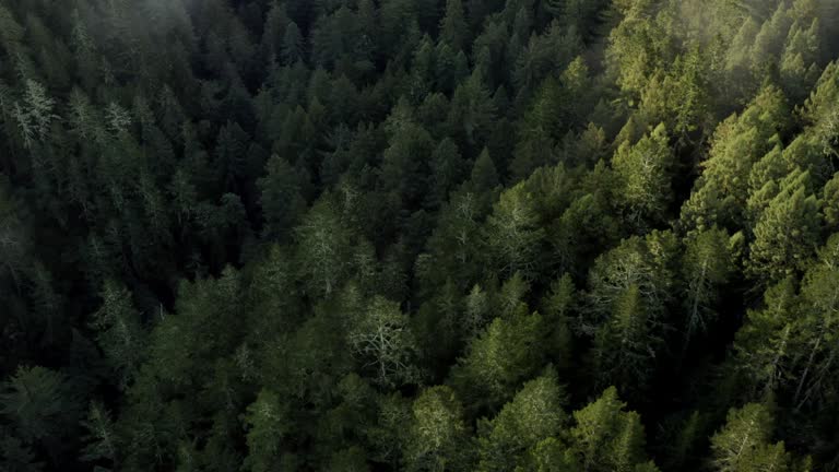 Northern California Redwood Forest: Aerial