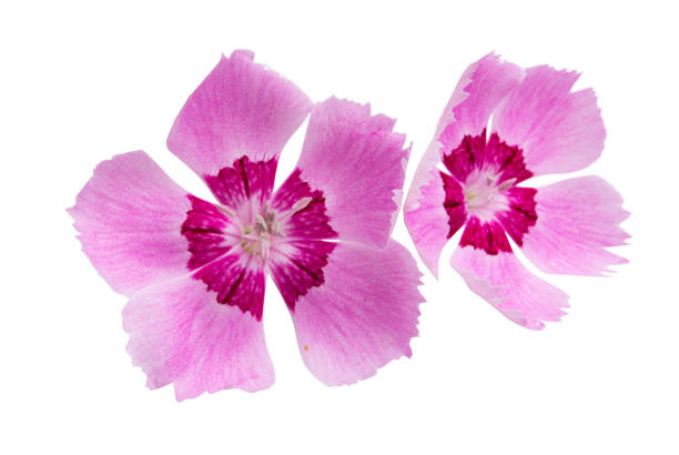 istock perennial clove isolated 1251200906