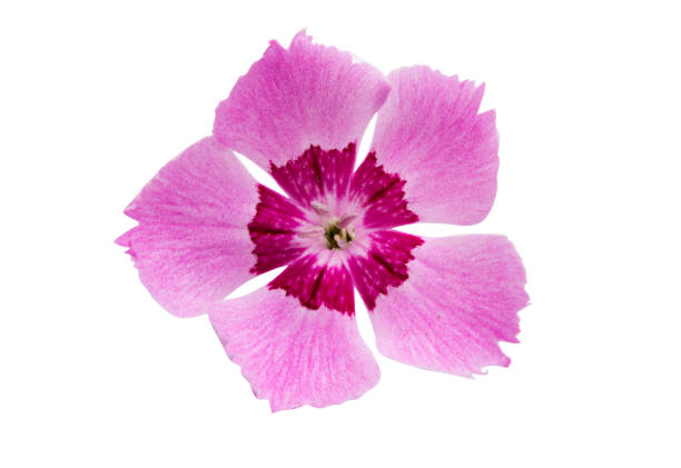 istock perennial clove isolated 1251200958