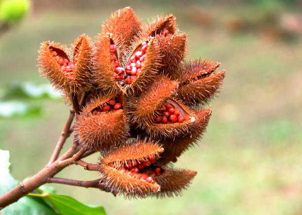istock Urucum-annatto pods. 1251202065