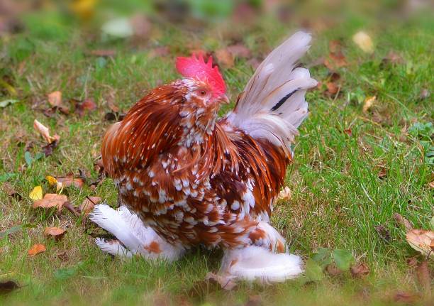 A UK rare breed chicken