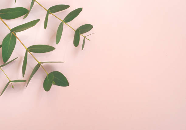 istock Eucalyptus branches on pink background  Flat lay, top view. 1251203098