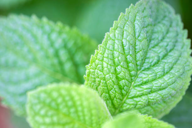 Nature background with green mint leaves