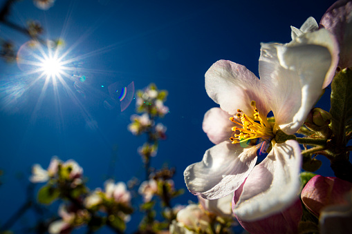 Aroma apple flower agains bright blue sky and sun, wide angle macro