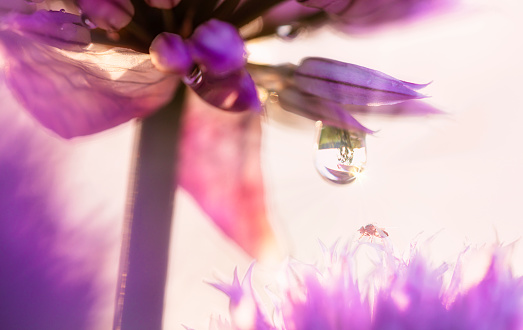 Chive flower in backlit light with waterdrop and fly