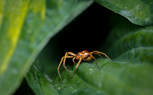 Macro closeup of a hunting spider in front of leaf cavern