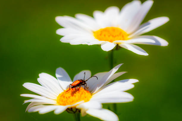 Soldier Beetle on a marguerite flower seeking shadow on a bright day