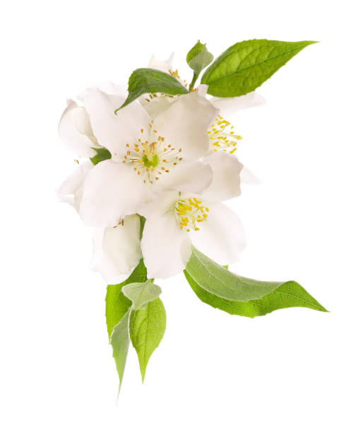 istock Jasmine flowers isolated on white background. Jasmine branch. 1251206173