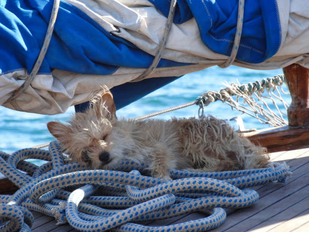 istock Cute little dog sleeping on a sailing boat 1251207168