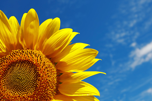 A DSLR close-up photo of a beautiful sunflower. Blue sky background with light clouds. Space for copy