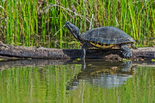 The red-eared slider (Trachemys scripta elegans), also known as the red-eared terrapin, red-eared slider turtle, red-eared turtle, slider turtle, and water slider turtle, is a semiaquatic turtle belonging to the family Emydidae. Woodbridge Ecological Reserve; California Central Valley; Cosumnes River Preserve el deslizador de orejas rojas (trachemys scripta elegans), también conocido como el terrapin de orejas rojas, tortuga deslizante de orejas rojas, tortuga de orejas rojas, tortuga deslizador, y tortuga deslizador de agua, es una tortuga semiacuática perte