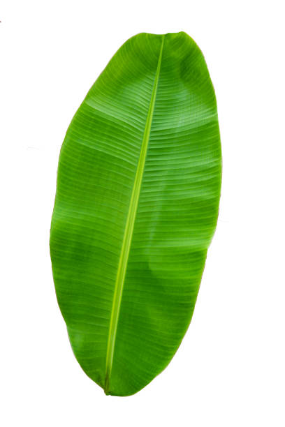 banana leaf isolated on white background, File contains a clipping path.