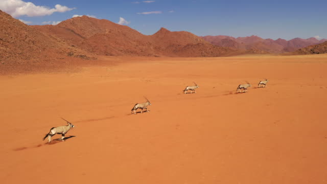 WS Gemsbok running in sunny desert, Namibia, Africa