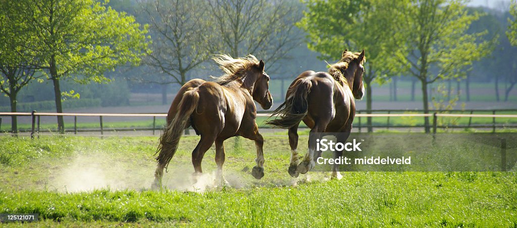 Laufen Pferde - Lizenzfrei Brauner Stock-Foto